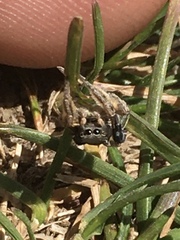 Habronattus captiosus