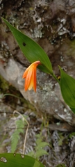 Sobralia crocea
