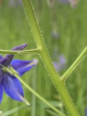Delphinium trolliifolium