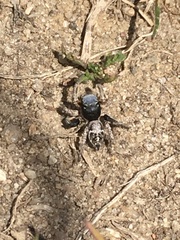 Habronattus captiosus
