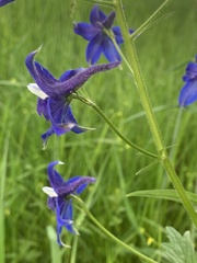 Delphinium trolliifolium