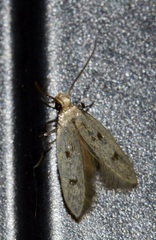 Carolana ascriptella