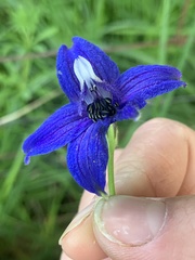 Delphinium trolliifolium