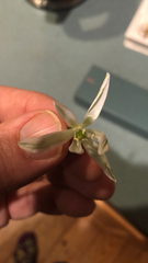 Ornithogalum nutans