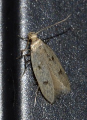 Carolana ascriptella