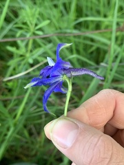 Delphinium trolliifolium