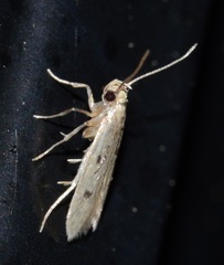 Carolana ascriptella