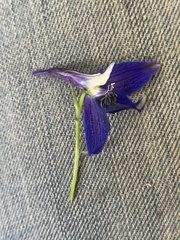 Delphinium trolliifolium