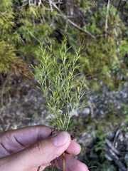 Sphenomeris clavata