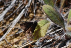 Erynnis persius borealis