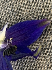 Delphinium trolliifolium