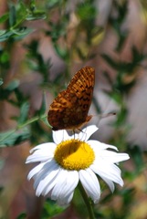 Boloria epithore