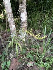 Tillandsia polystachia