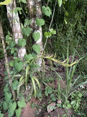 Tillandsia polystachia