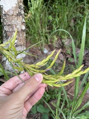 Tillandsia polystachia