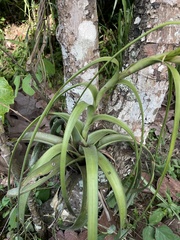 Tillandsia polystachia