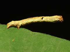 Digrammia ocellinata