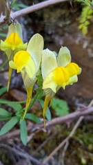 Linaria verticillata verticillata