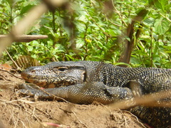 Varanus salvator salvator