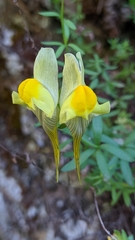 Linaria verticillata verticillata