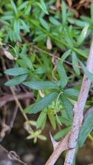 Linaria verticillata verticillata