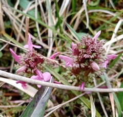 Pedicularis sylvatica