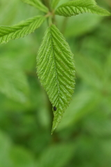 Neochlamisus gibbosus