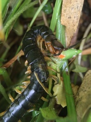 Scolopendra japonica