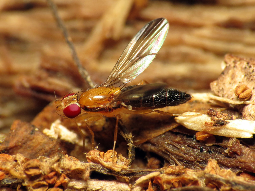 Clusiodes melanostomus