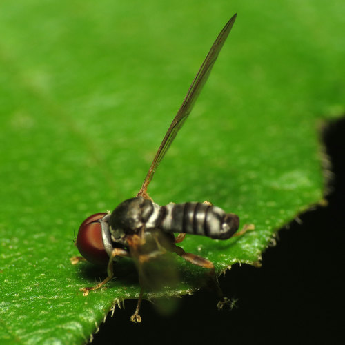 Pipunculidae