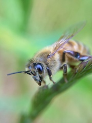Apis mellifera