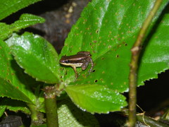 Allobates insperatus