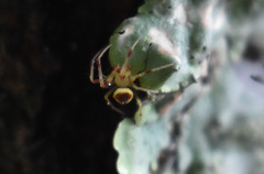 Araneus alboventris