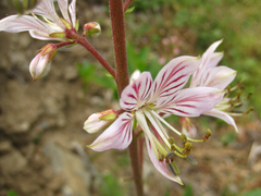 Dictamnus dasycarpus