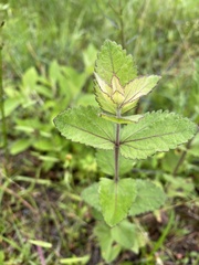 Eupatorium rotundifolium