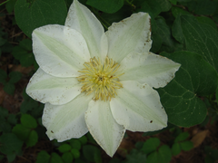 Clematis patens