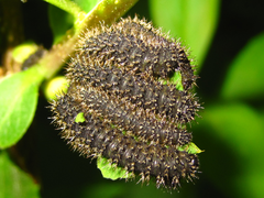 Apareophora forsythiae