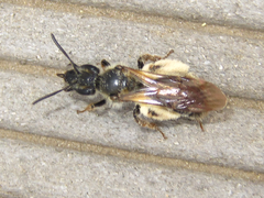 Andrena halictoides