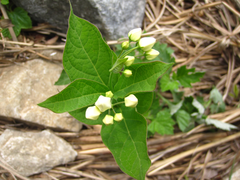 Vincetoxicum ascyrifolium