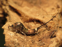 Petrobiinae