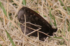 Erebia discoidalis