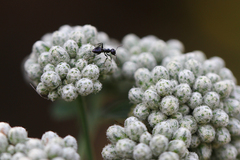 Crematogaster aberrans