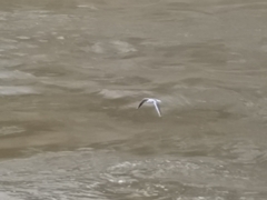 Chroicocephalus ridibundus