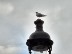 Chroicocephalus ridibundus