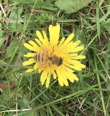 Apis mellifera