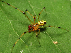 Phylloneta pictipes