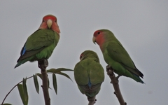 Agapornis roseicollis