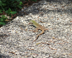 Aspidoscelis gularis