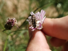 Acmaeodera hepburnii
