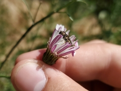 Acmaeodera hepburnii